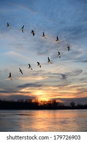 Flock Of Geese Flying In V Formation