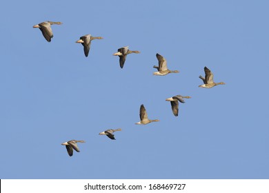 Flock of geese flying in V-formation