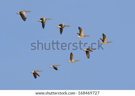 Flock of geese flying in V-formation