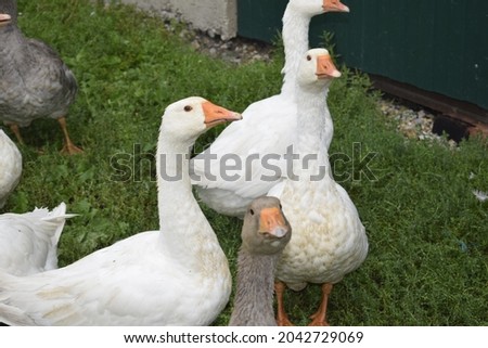 Similar – Foto Bild Unzertrennlich Gans Vogel