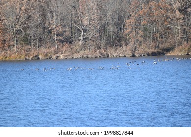 Flock of geese on a lake - Shutterstock ID 1998817844