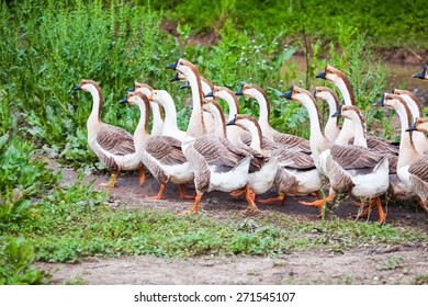 A Flock Of Geese In The Poultry Farm