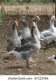 Flock Of Geese Raised For Foie Gras On A Farm Near Le Bougayrou, France