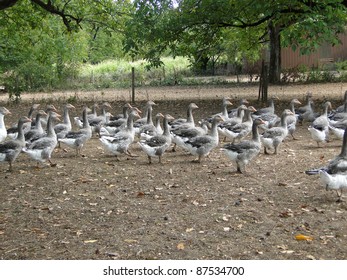 Flock Of Geese Raised For Foie Gras On A Farm Near Le Bougayrou, France
