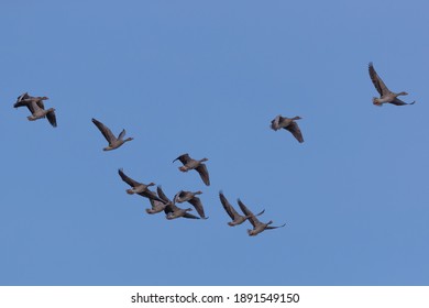 flock of geese seen flying against a clear blue sky