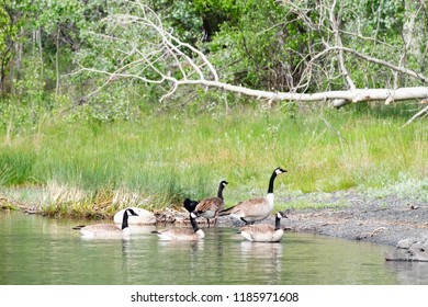 Flock Of Geese At The Shore Of Green Lake, BC, Canada