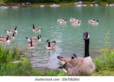 Flock of geese in spring