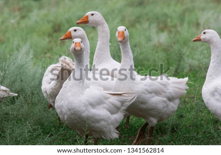 Foto Bild Unzertrennlich Gans Vogel