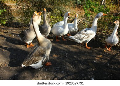 A Flock Of Geese In The Yard
