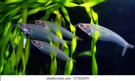 Flock Of Glass Catfish