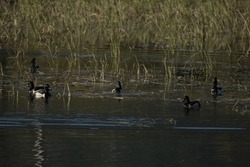 Flock Of Golden Eyed Ducks Swimming