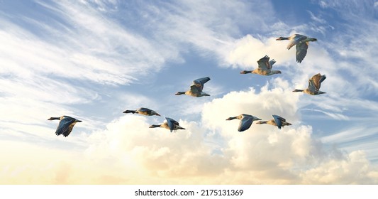 Flock of goose birds flying in a blue sky background with clouds and copyspace. Common wild greylag geese flapping wings while soaring in the air in formation. Migrating waterfowl animals in flight