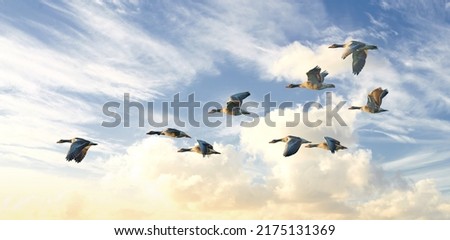Flock of goose birds flying in a blue sky background with clouds and copyspace. Common wild greylag geese flapping wings while soaring in the air in formation. Migrating waterfowl animals in flight