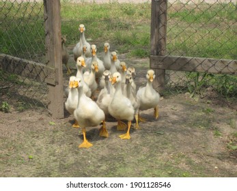 The flock of the gooses.