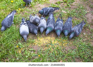 A flock of gray pigeons pecking millet on the bright green grass. Beautiful birds close-up. Interesting nature.