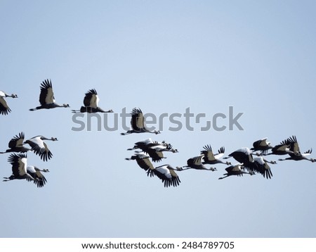 Flock of Gray-crowned Cranes flying