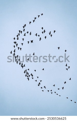 Similar – Four Bird Kite Red kite