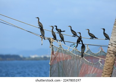 A flock of Great cormorant (Phalacrocorax carbo) perched on the ropes of a net made to catch fish in the middle of the sea.
				Bang taboon ,Ban Laem District, Phetchaburi, Thailand