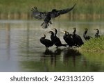 A flock of Great Cormorant at Qudra Lakes, Al Marmoom Desert Conservation Reserve, UAE