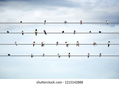 Flock of great cormorants birds sitting on power lines sky background