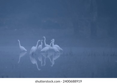 Flock of Great Egrets in Misty Morning 