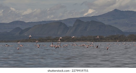 a flock of greater flamingos in flight over lake elmenteita with the sleeping warrior in the background, soysambu conservancy,kenya - Shutterstock ID 2279919751