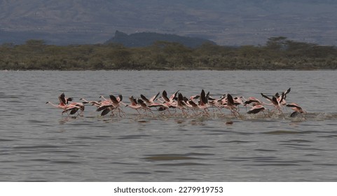 a flock of greater flamingos skim across lake elmenteita and take flight in the wild soysambu conservancy, kenya - Shutterstock ID 2279919753