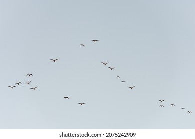 flock of grey birds gulls flying in the distance high shoal in the blue clear sunset sky on an autumn day - Shutterstock ID 2075242909