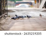 A flock of grey pigeons (Columba livia) pecks at scattered grains on a bustling tourist plaza, illustrating urban wildlife behavior and human-animal interactions in cityscapes.