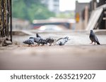 A flock of grey pigeons (Columba livia) pecks at scattered grains on a bustling tourist plaza, illustrating urban wildlife behavior and human-animal interactions in cityscapes.