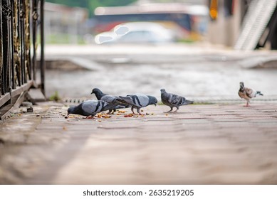 A flock of grey pigeons (Columba livia) pecks at scattered grains on a bustling tourist plaza, illustrating urban wildlife behavior and human-animal interactions in cityscapes.