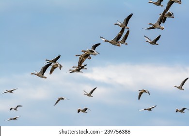 Flock of Greylag Geese (Anser anser) in flight. - Shutterstock ID 239756386