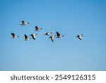 Flock of greylag geese (Anser anser) flying in a clear blue sky. The migratory birds are captured mid-flight, gliding in a tight formation as they journey across the open sky.