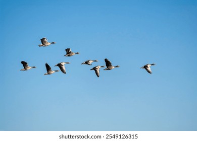 Flock of greylag geese (Anser anser) flying in a clear blue sky. The migratory birds are captured mid-flight, gliding in a tight formation as they journey across the open sky. - Powered by Shutterstock