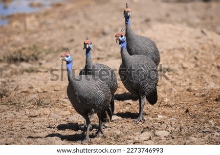 a flock of guinea fowls at a waterhole in Etosha NP, Namibia
