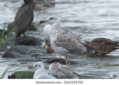 A flock of gull birds perched on stones on a shore - Powered by Shutterstock