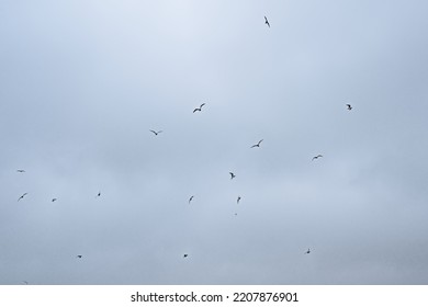 Flock Of Gulls In Flight On A Cloudy Sky - Laridae 