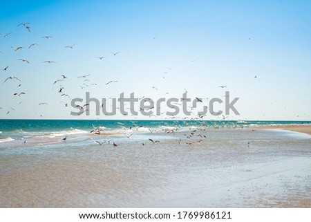 A flock of gulls over the blue sea