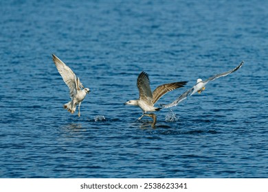 A flock of gulls swimming in a tranquil body of water. - Powered by Shutterstock