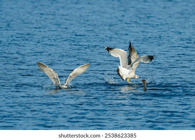 A flock of gulls swimming in a tranquil body of water. - Powered by Shutterstock