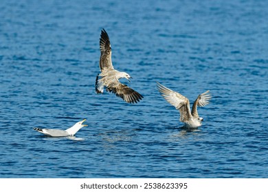 A flock of gulls swimming in a tranquil body of water. - Powered by Shutterstock