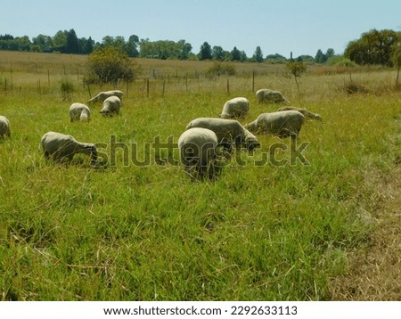 A flock of Hampshire Down sheep grazing in a bright green grass field with rows of bushy leafy green trees on the horizon under a blue sky
