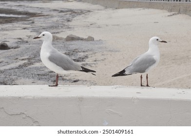 A flock of Hartlaub's gulls perched on the sandy shores of Cape Town. The small, white seabirds with gray wings stand against the backdrop of crashing ocean waves under a bright, clear sky. - Powered by Shutterstock