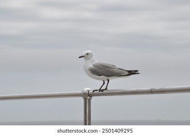 A flock of Hartlaub's gulls perched on the sandy shores of Cape Town. The small, white seabirds with gray wings stand against the backdrop of crashing ocean waves under a bright, clear sky. - Powered by Shutterstock