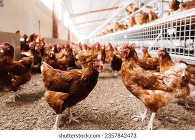 Flock of healthy organic hen and roosters with brown plumage raised on ecological poultry farm walking on ground in light barn - Powered by Shutterstock