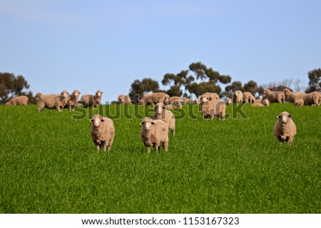 Flock herd of South Australian Sheep grazing and roaming green grassy meadow, South Australia Сток-фото © 