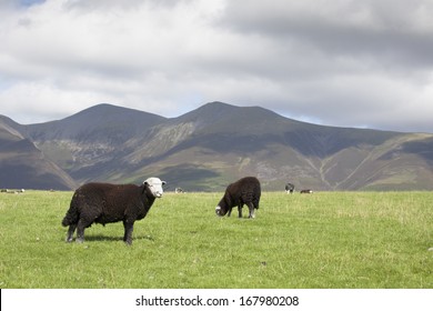 Flock Of Herdwick Sheep Grazing With Scafell Pike, Keswick, Lake District,Cumbria , England In Background.