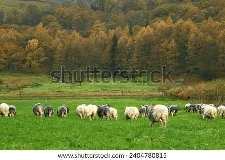 A flock of Herdwick sheep running across a lowland field in Great Langdale, Cumbria