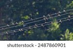 Flock of Hirundo rustica aka Barn swallow perched on electric wire.