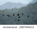 Flock of hornbill (Rhyticeros undulatus), also known as the bar-pouched wreathed hornbill, ant